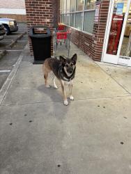 Found/Stray Unknown Dog last seen CVS at Blalock and Hammerly, Houston, TX 77080