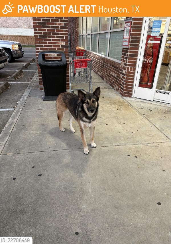 Found/Stray Unknown Dog last seen CVS at Blalock and Hammerly, Houston, TX 77080