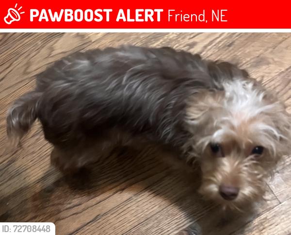 Lost Male Dog last seen Near PoleTown, County Rd.1820 , Friend, NE 68359