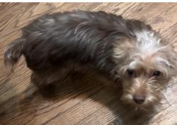 Lost Male Dog last seen Near PoleTown, County Rd.1820 , Friend, NE 68359