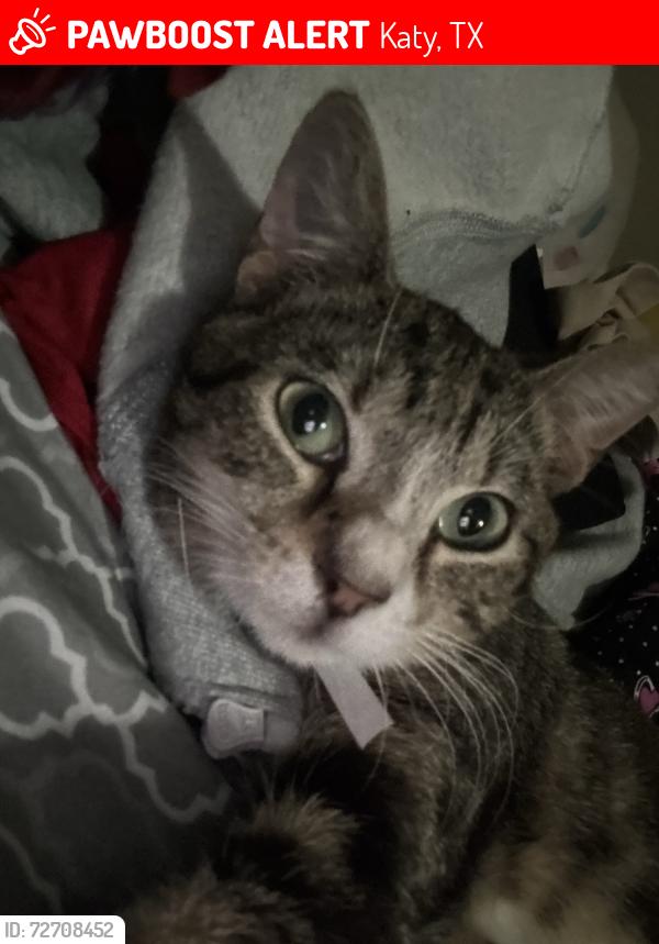 Lost Male Cat last seen lansing ridge ln, Katy, TX 77449