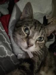Lost Male Cat last seen lansing ridge ln, Katy, TX 77449