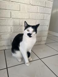 Lost Male Cat last seen Dysart and Thomas , Avondale, AZ 85392