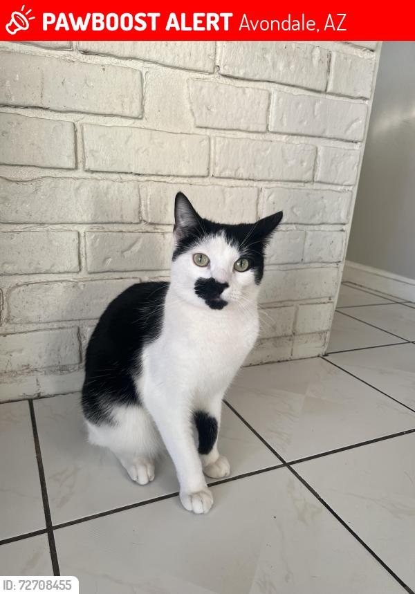 Lost Male Cat last seen Dysart and Thomas , Avondale, AZ 85392