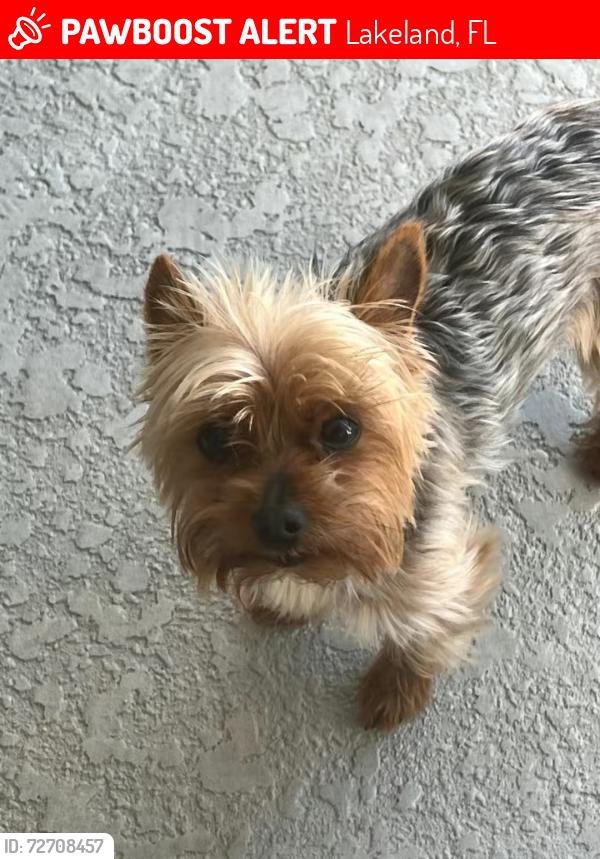 Lost Female Dog last seen Windsor st by southwest middle school, Lakeland, FL 33803