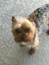 Lost Female Dog last seen Windsor st by southwest middle school, Lakeland, FL 33803