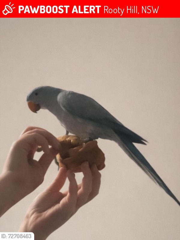 Lost Unknown Bird last seen Spencer street, Rooty Hill, NSW 2766