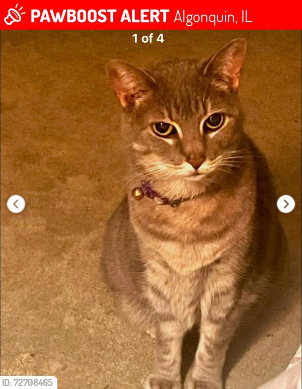 Lost Female Cat last seen Yosemite & Cumberland pkwy, Algonquin, IL, 60102, Algonquin, IL 60102