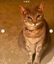 Lost Female Cat last seen Yosemite & Cumberland pkwy, Algonquin, IL, 60102, Algonquin, IL 60102