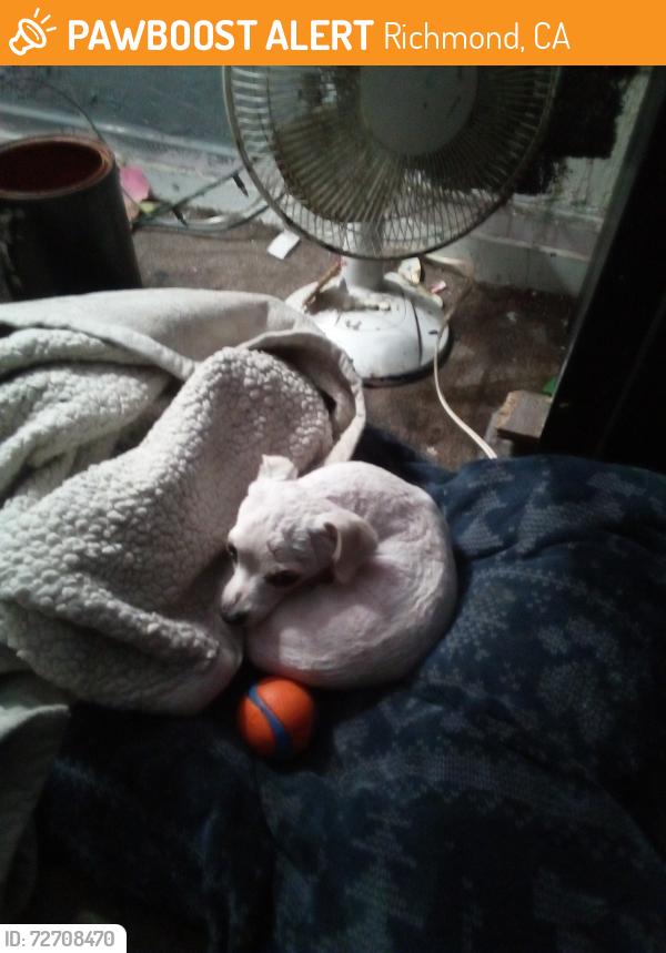 Found/Stray Male Dog last seen Nevin, Richmond, CA 94801