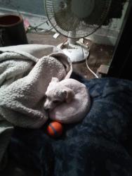 Found/Stray Male Dog last seen Nevin, Richmond, CA 94801