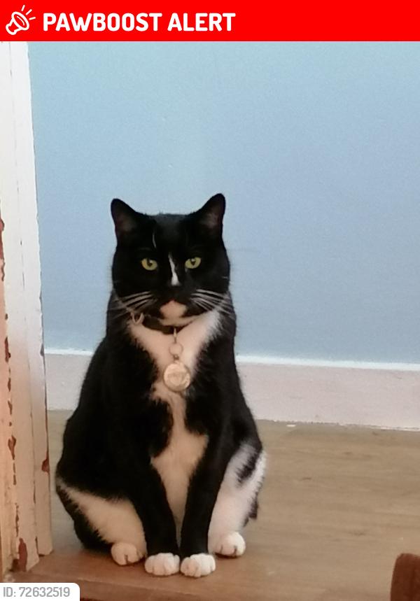 Lost Male Cat last seen Prince Albert rd, Portsmouth, England PO4