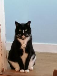 Lost Male Cat last seen Prince Albert rd, Portsmouth, England PO4