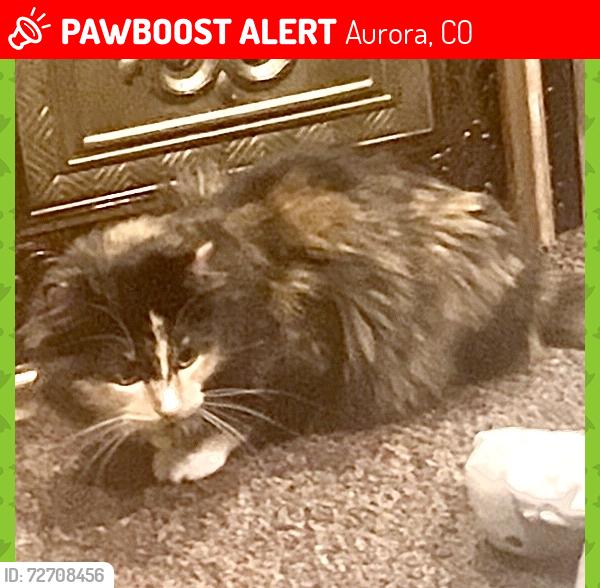 Lost Female Cat last seen Montview Blvd and Peoria. Then one block west on Paris St. , Aurora, CO 80011