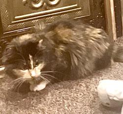Lost Female Cat last seen Montview Blvd and Peoria. Then one block west on Paris St. , Aurora, CO 80011