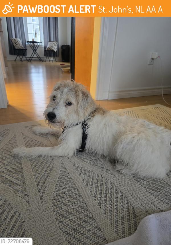 Found/Stray Female Dog last seen Macbeth  drive, St. John's, NL A1A 6A3