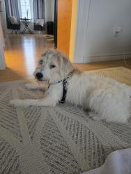 Found/Stray Female Dog last seen Macbeth  drive, St. John's, NL A1A 6A3