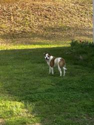 Found/Stray Unknown Dog last seen Skyline dr and Campobello gramling school rd, Campobello, SC 29322