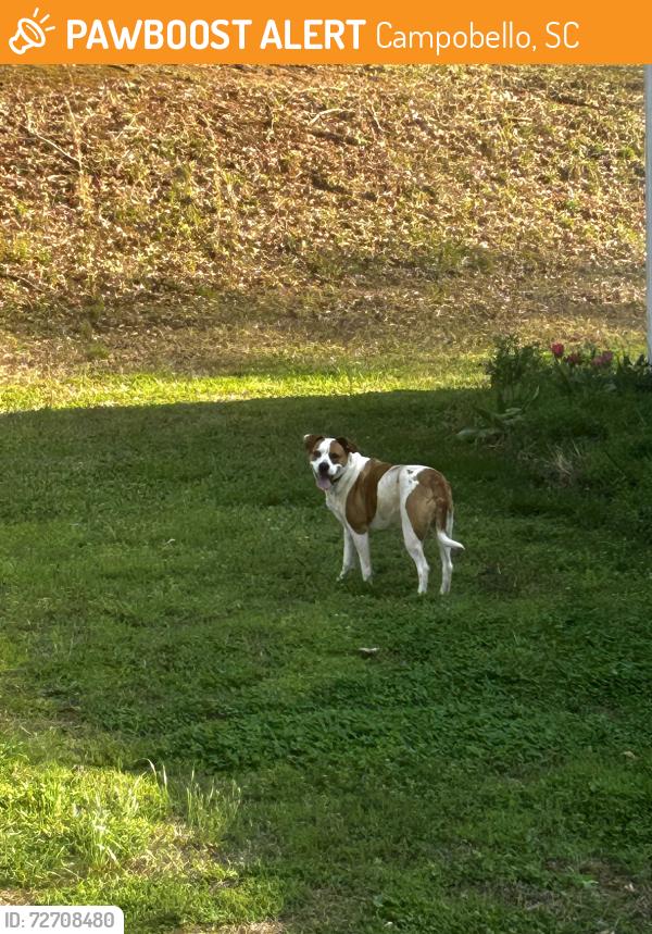 Found/Stray Unknown Dog last seen Skyline dr and Campobello gramling school rd, Campobello, SC 29322