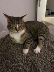 Lost Male Cat last seen Gourock St , Reservoir, VIC 3073