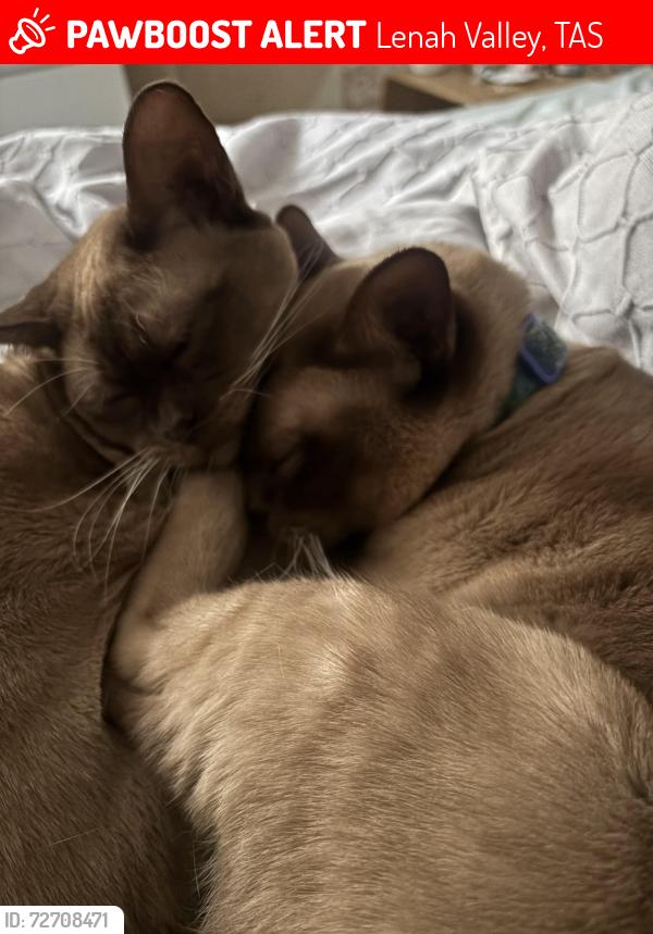 Lost Male Cat last seen Doyle avenue /Keith white crescent, Lenah Valley, TAS 7008