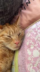 Lost Male Cat last seen Grays all foods , Thurrock, England RM17 5NH
