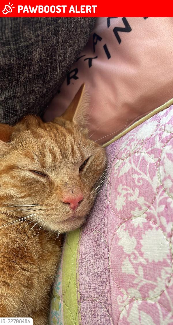 Lost Male Cat last seen Grays all foods , Thurrock, England RM17 5NH