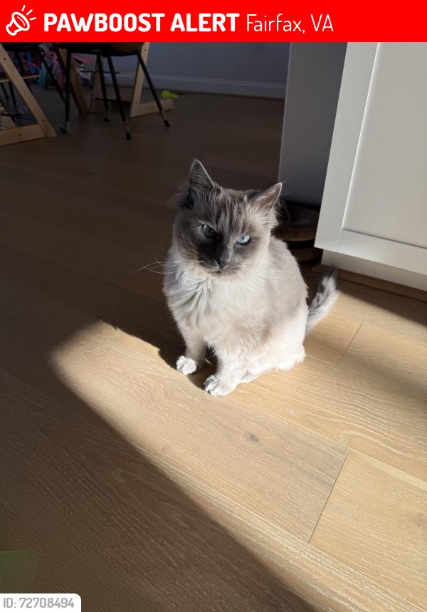 Lost Male Cat last seen West Oaks Drive, near Costco, Fairfax, VA 22030