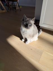 Lost Male Cat last seen West Oaks Drive, near Costco, Fairfax, VA 22030