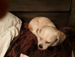 Lost Male Dog last seen 9th 73rd st, Tulsa, OK 74112