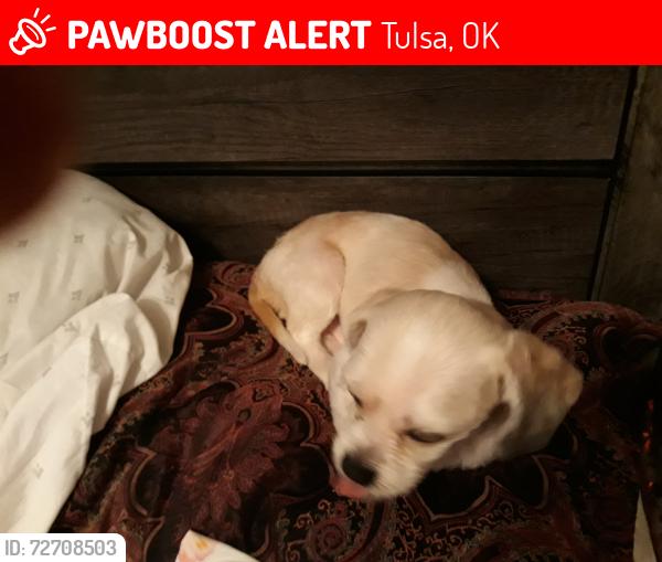 Lost Male Dog last seen 9th 73rd st, Tulsa, OK 74112