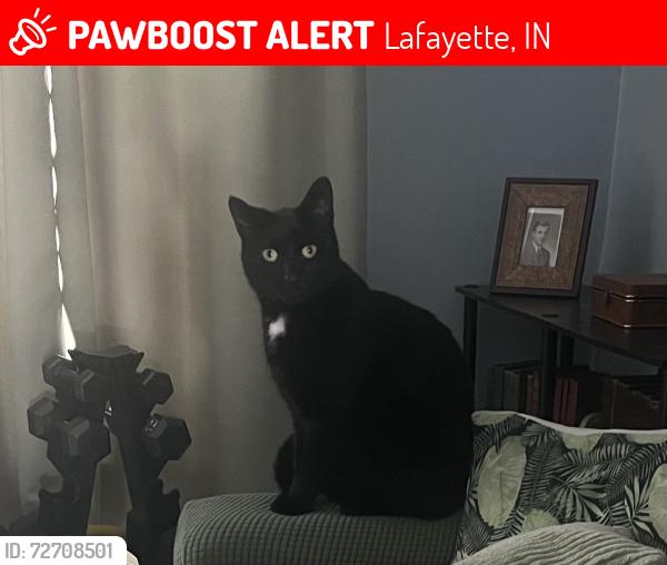 Lost Male Cat last seen Salem and 10th , Lafayette, IN 47904