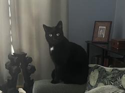 Lost Male Cat last seen Salem and 10th , Lafayette, IN 47904
