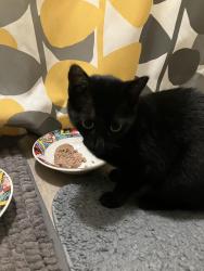 Found/Stray Unknown Cat last seen Dekalb industrial, Decatur, GA 30030