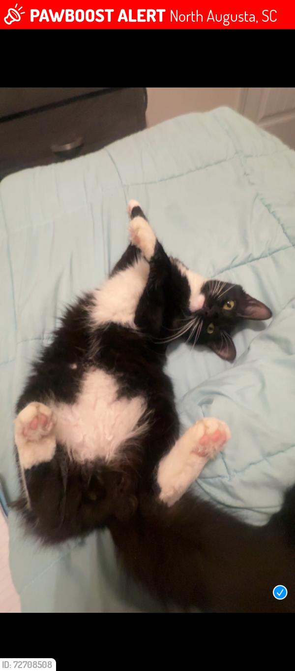 Lost Male Cat last seen Near edgefield walmart , North Augusta, SC 29860