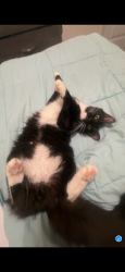 Lost Male Cat last seen Near edgefield walmart , North Augusta, SC 29860