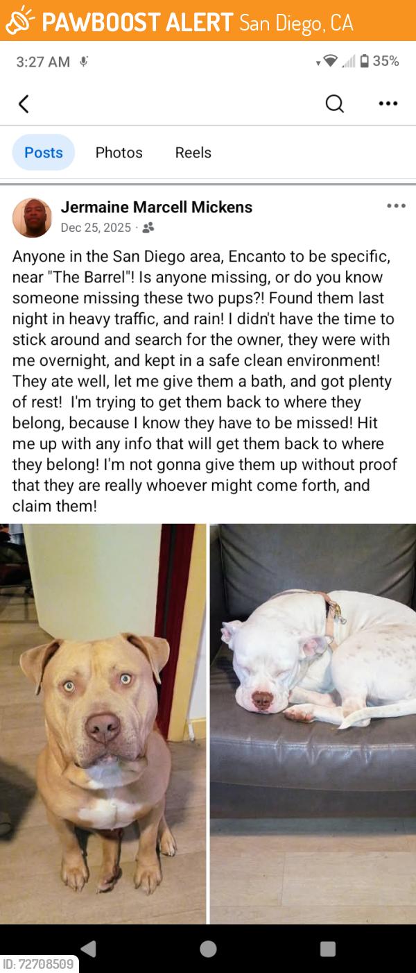 Found/Stray Male Dog last seen Barrel taco shop, San Diego, CA 92114