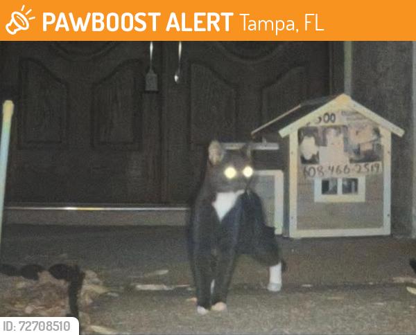 Found/Stray Unknown Cat last seen Colonnade Drive neighborhood alongside c space , Tampa, FL 33647