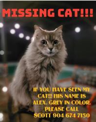Lost Male Cat last seen Meek rd. 32277, Jacksonville, FL 32277