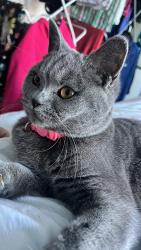 Lost Female Cat last seen Near Lincoln Avenue Romford , Dagenham, England RM7 0SR