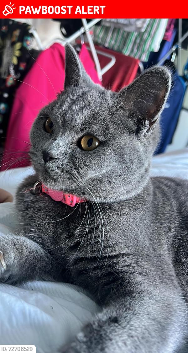 Lost Female Cat last seen Near Lincoln Avenue Romford , Dagenham, England RM7 0SR
