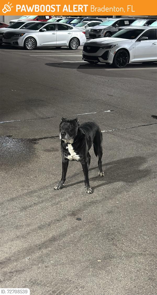 Found/Stray Male Dog last seen Gettel kia parking , Bradenton, FL 34207