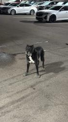 Found/Stray Male Dog last seen Gettel kia parking , Bradenton, FL 34207