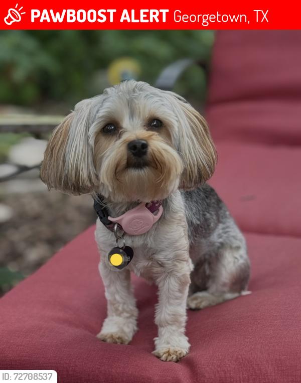 Lost Female Dog last seen Village Commons, Georgetown, TX 78633