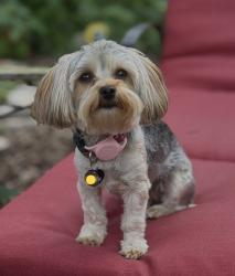 Lost Female Dog last seen Village Commons, Georgetown, TX 78633