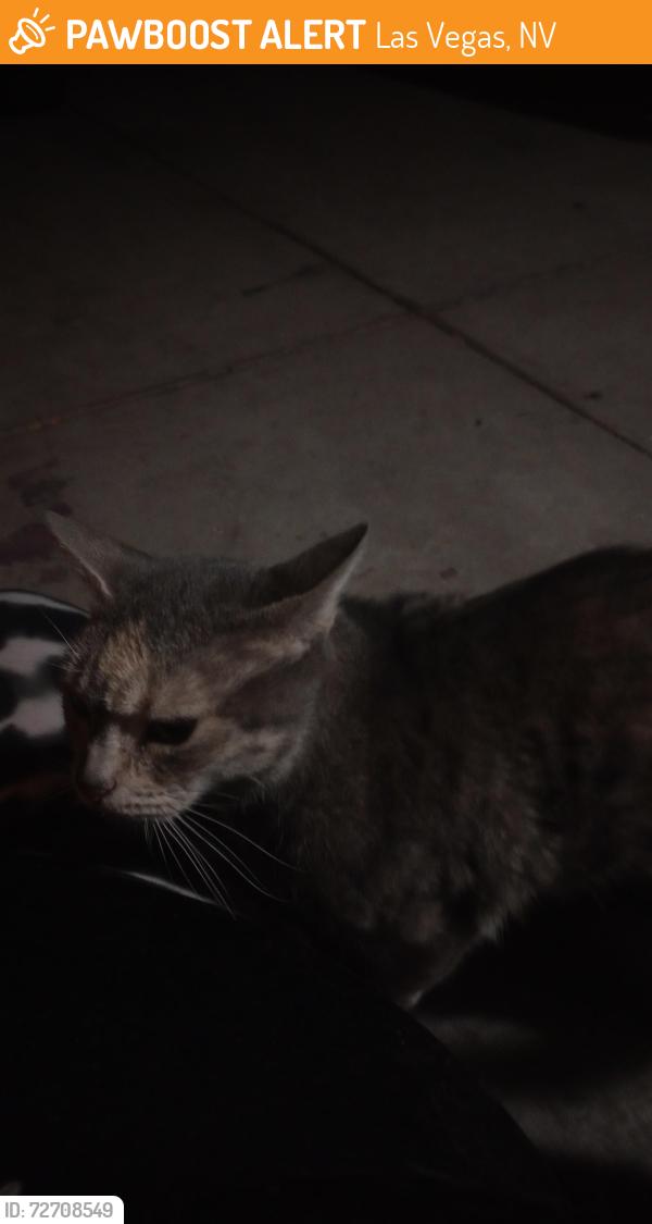 Found/Stray Female Cat last seen Vegas Dr , Las Vegas, NV 89108