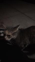 Found/Stray Female Cat last seen Vegas Dr , Las Vegas, NV 89108