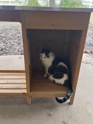 Lost Male Cat last seen Near NW Skyline; Near the intersection of Springville Road , Portland, OR 97229