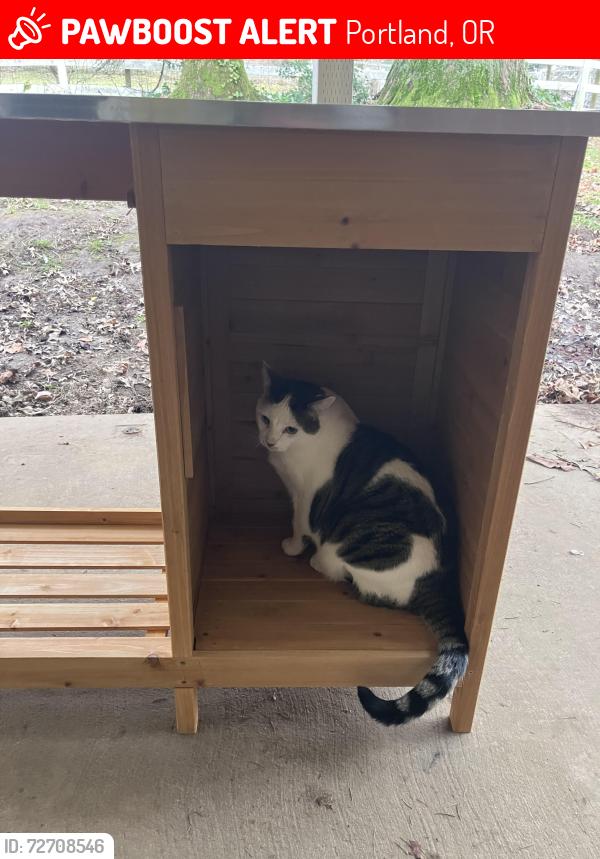 Lost Male Cat last seen Near NW Skyline; Near the intersection of Springville Road , Portland, OR 97229