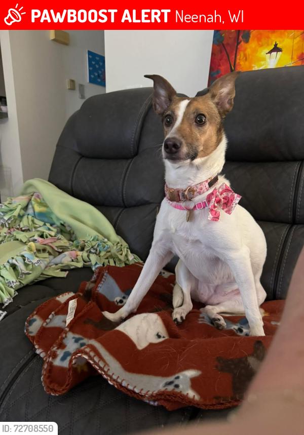 Lost Female Dog last seen ICU Bar and Grill, Neenah, WI 54956
